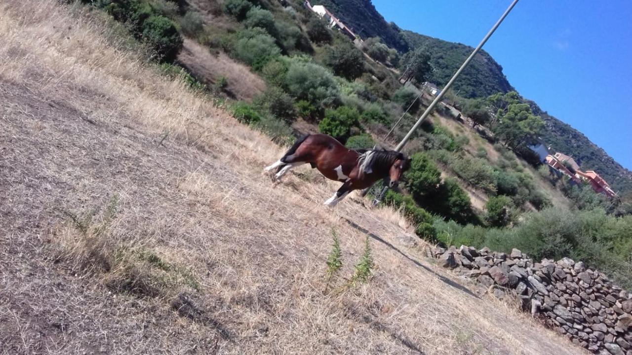 Azienda Agrituristica La Janna Di La Faj Budoni Luaran gambar