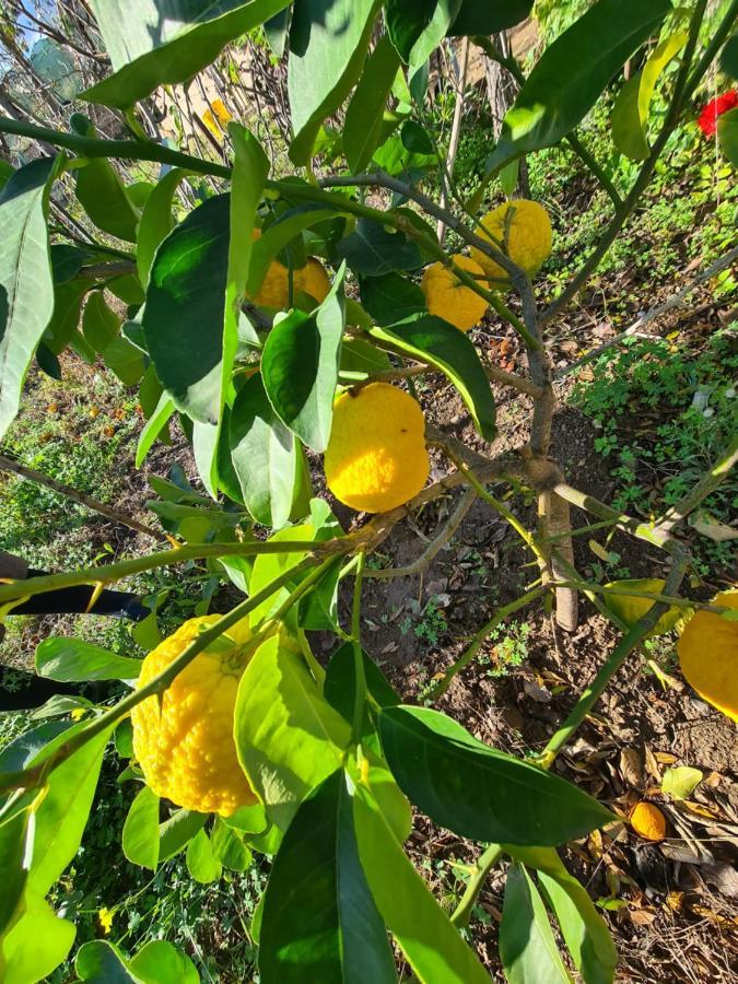 Azienda Agrituristica La Janna Di La Faj Budoni Luaran gambar